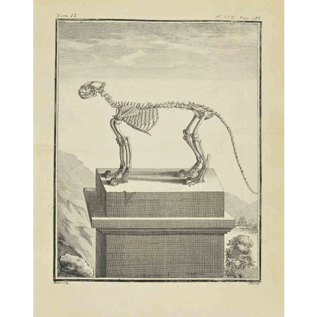 The skeleton is an etching realized by Jacques baron in 1771. The artwork Belongs to the suite "Natural, general and...