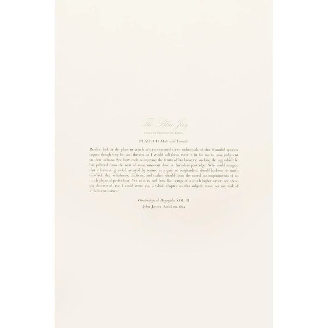 1990s Blue Jay After Audubon, Large American Classical Print For Sale - Image 9 of 12