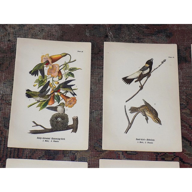 This set of twelve (12) chromolithographs (each color laid in with a separate lithographic stone) were printed in the USA...