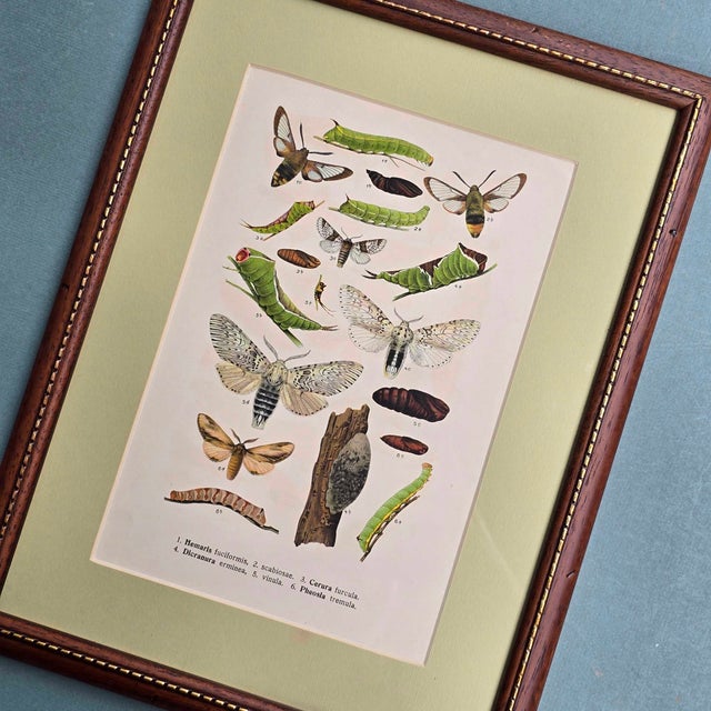 Karl Eckstein, Lepidoptera, 1915, Lithographs, Framed, Set of 3 For Sale - Image 13 of 18