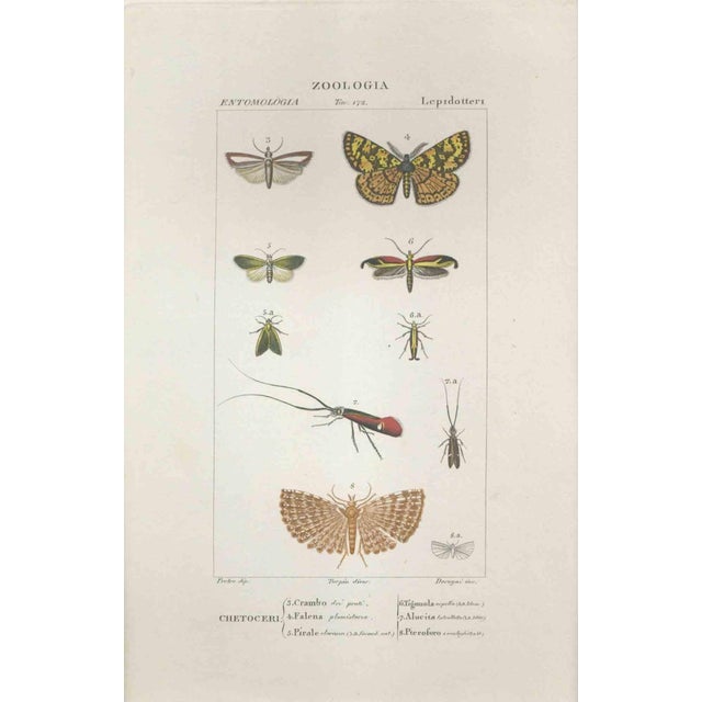 Pierre Jean François Turpin, Lepidoptera, Etching, 1831 For Sale - Image 3 of 3