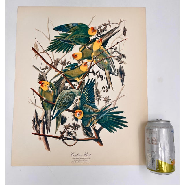 Audubon Bird Print – "Carolina Parrot", 1964 Abrams Folio – Vintage Ornithology Art 1964 print from "The Audubon Folio:...
