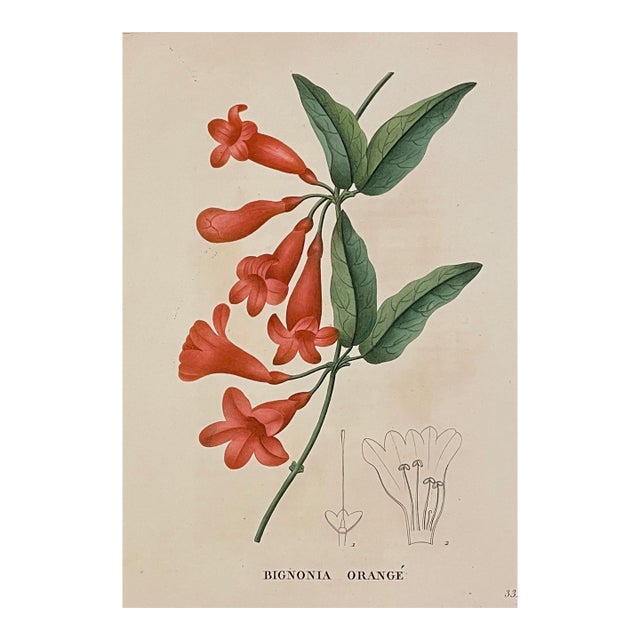 1828 Trumpet Vine Floral Engraving by Jean Henri Jaume Saint Hilaire For Sale