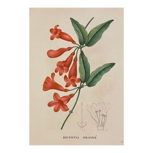 1828 Trumpet Vine Floral Engraving by Jean Henri Jaume Saint Hilaire