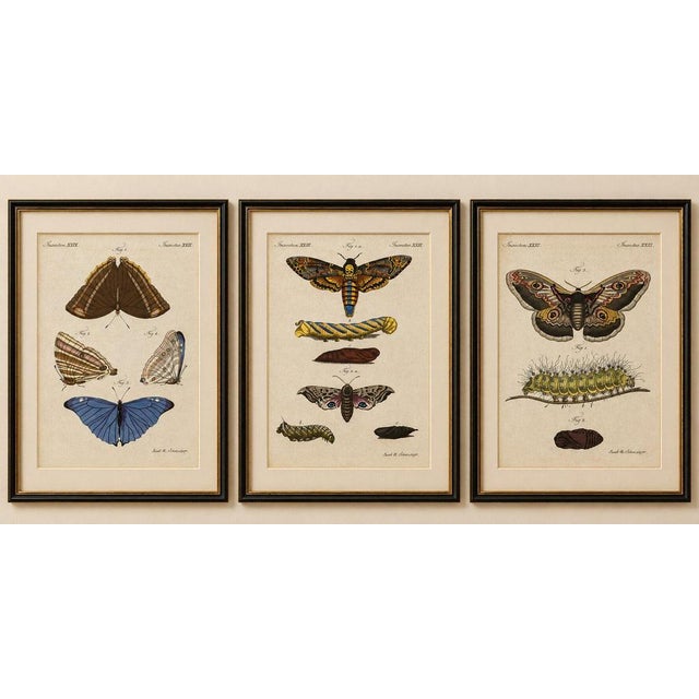 Set of three antique butterfly and moth prints by bertuch, c. 1800 set of three original antique hand-colored copper...
