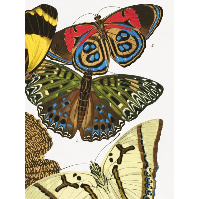 Art Deco Butterflies, Plate 12 (E. A. Séguy), Vintage Art Print Reproduction, 18" × 24" For Sale - Image 3 of 6