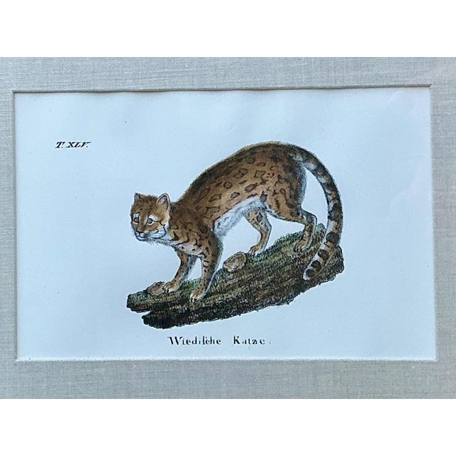 Vintage Framed Animal Illustrations - Set of 4 For Sale - Image 11 of 13