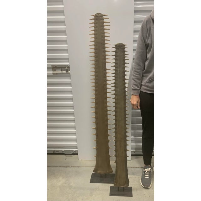 Set of 2 Faux Sawtooth Bill Rostrums on Metal Stands. Large - 10”W x 5”D x 59”H Small - 8”W x 4”D x 50”H