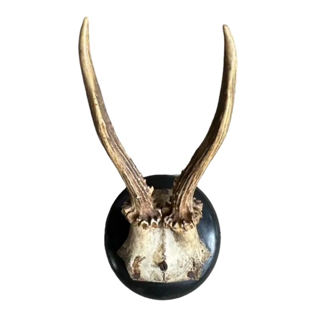 1900s Roe Deer Trophy Antlers Mount Skull #815 For Sale
