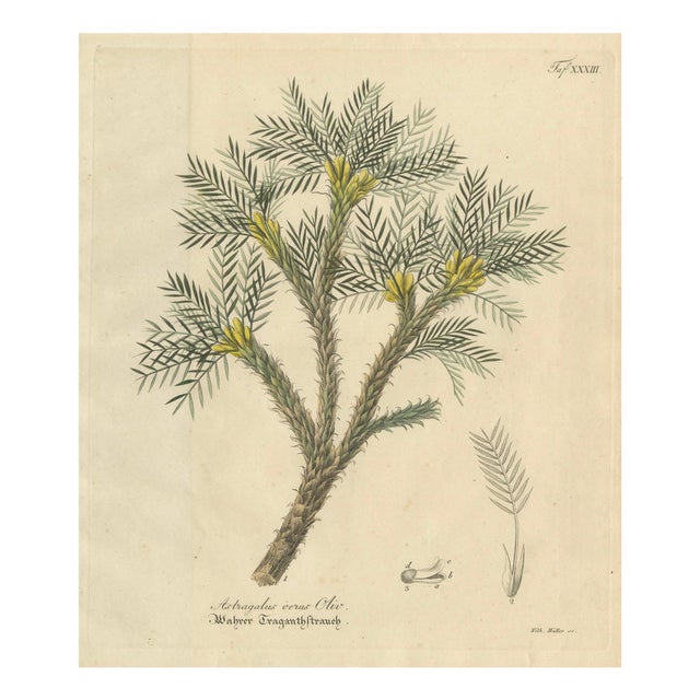 Astragalus Verus, 1800s, Paper For Sale