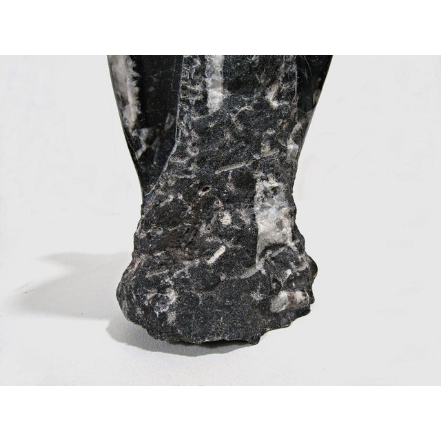 Orthoceras Fossil Stone Sculpture Moroccan Black Marble For Sale - Image 12 of 13
