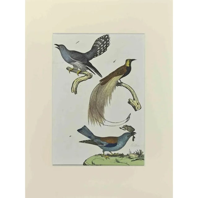 Johann Friedrich Naumann, Birds with Particular Tail, Etching, 1840 For Sale - Image 3 of 3