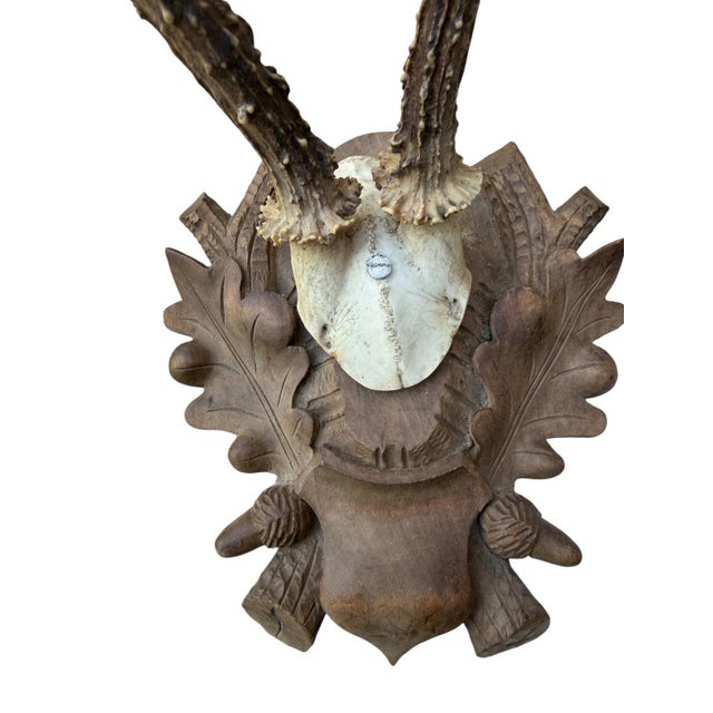 Roe Der Trophy 174 Black Forest Antlers Mount For Sale - Image 4 of 5
