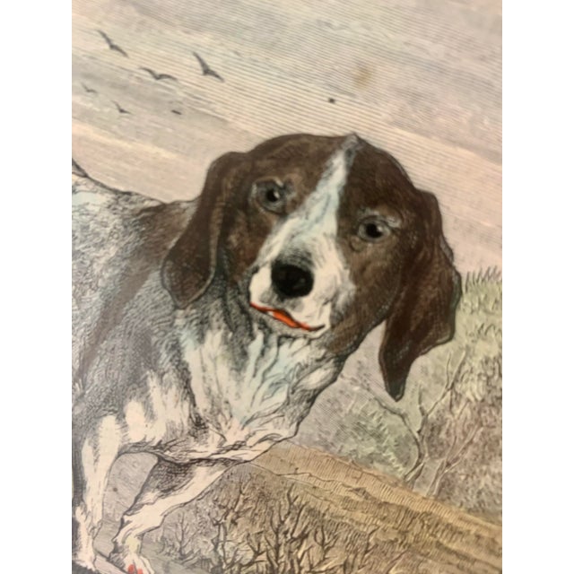 19th-Century Hand Colored French Engraving of a Beagle for "La Chasse Illustree" by Firmin Didot For Sale - Image 9 of 12
