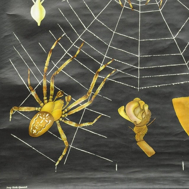 1960s Vintage Cross Spider Araneus Marmoreus Rollable Wall Chart by Jung Koch Quentell For Sale - Image 5 of 7
