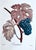 Vintage Lithograph of Teinturien Wine Grapes by Turpin For Sale - Image 4 of 4