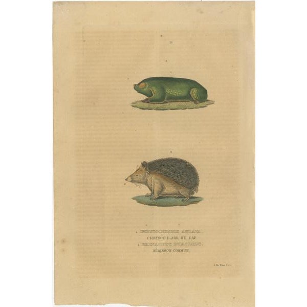 The image depicts two different animals, each labeled in French: 1. **Chrysochloris aurata** - This is commonly known as...