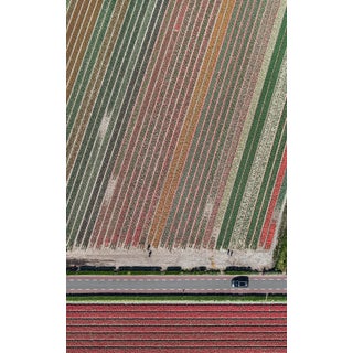 "AV_Tulip_Fields_010" Contemporary Aerial View Limited Edition Photograph by Bernhard Lang For Sale