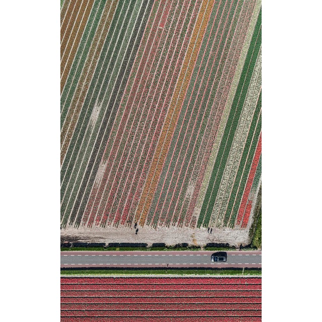 "AV_Tulip_Fields_010" Contemporary Aerial View Limited Edition Photograph by Bernhard Lang For Sale