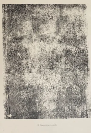 Jean Dubuffet - Vegetation Primordial - Original Lithograph - 1959