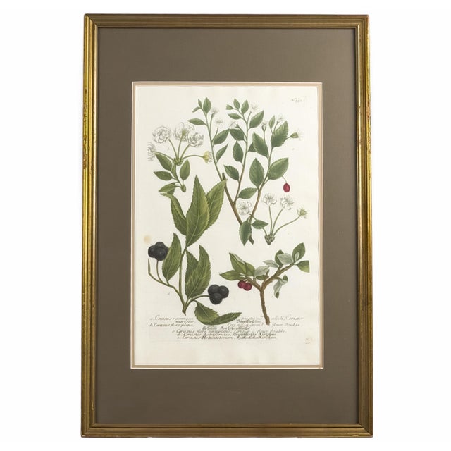 This is an original 1739 hand-colored mezzotint engraving from Johann Wilhelm Weinmann’s (1683–1741) Phytanthoza...