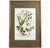 This is an original 1739 hand-colored mezzotint engraving from Johann Wilhelm Weinmann’s (1683–1741) Phytanthoza...