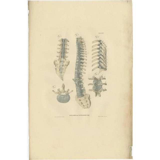 Mid 19th Century Anatomy Illustrations of Ligaments and Joints, 1839, Prints, Set of 13 For Sale - Image 5 of 15