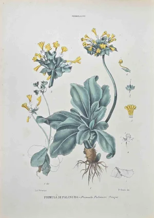 Vincenzo Tenore, Palinuro Primrose, Lithograph, 1870s