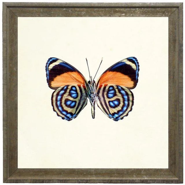 A bright orange butterfly with blue spots print framed in distressed cream and gold moulding. 15x15