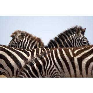Zebra Stripes by Paul Souders Print, 24" x 36" For Sale