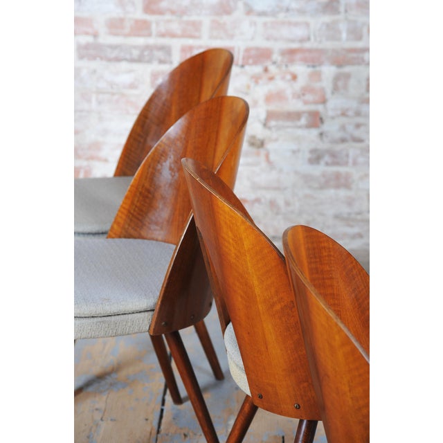 Mid-Century Chairs in Walnut attributed to Antonín Šuman, Czech, 1950s, Set of 4 For Sale - Image 4 of 18