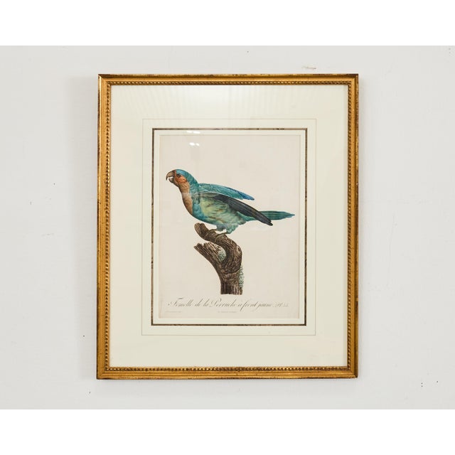 Traditional Pair Jacques Barraband Hand Colored Ornithological Bird Prints For Sale - Image 3 of 17