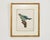 Traditional Pair Jacques Barraband Hand Colored Ornithological Bird Prints For Sale - Image 3 of 17