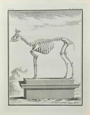 Françoise Guelard, The Skeleton, Etching, 1771