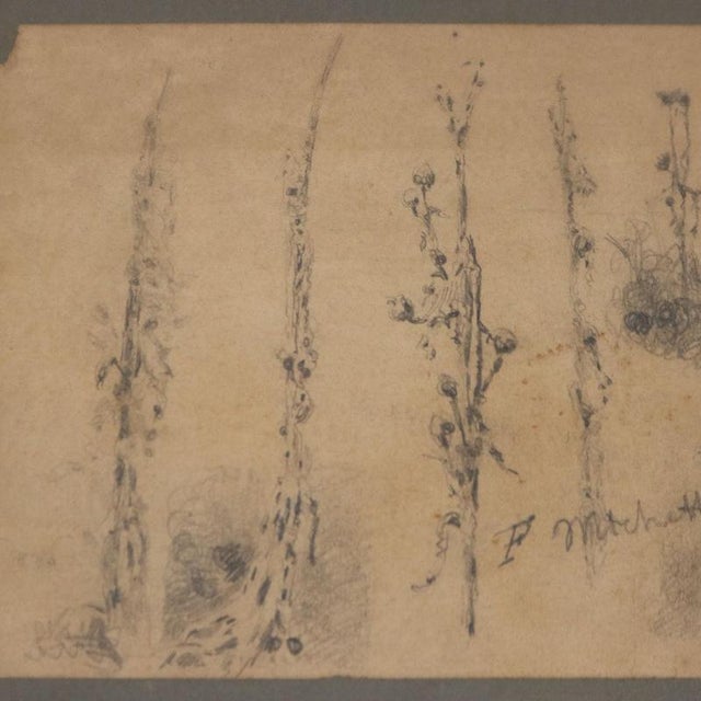 Francesco Paolo Michetti, Plant Sketch, Pencil on Paper For Sale - Image 3 of 8