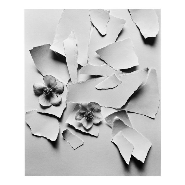Black Hellebore - Analogue Black and White Floral Photography 2024 For Sale