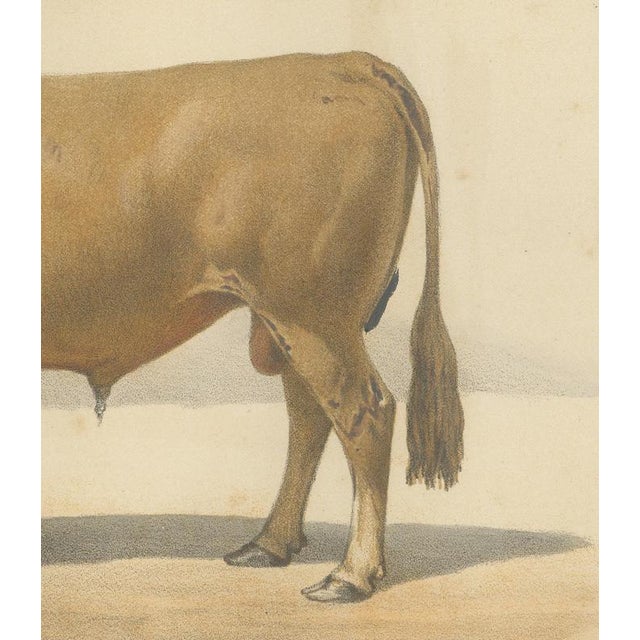 Borie, Femeline Bull, French Cattle Breed, 1863, Chromolithograph For Sale - Image 6 of 9