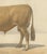 Borie, Femeline Bull, French Cattle Breed, 1863, Chromolithograph For Sale - Image 6 of 9