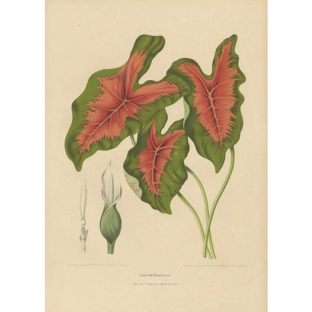 Paper Berthe Hoola van Nooten, Heart of Jesus Caladium, 1880, Chromolithograph For Sale - Image 7 of 11