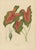 Paper Berthe Hoola van Nooten, Heart of Jesus Caladium, 1880, Chromolithograph For Sale - Image 7 of 11