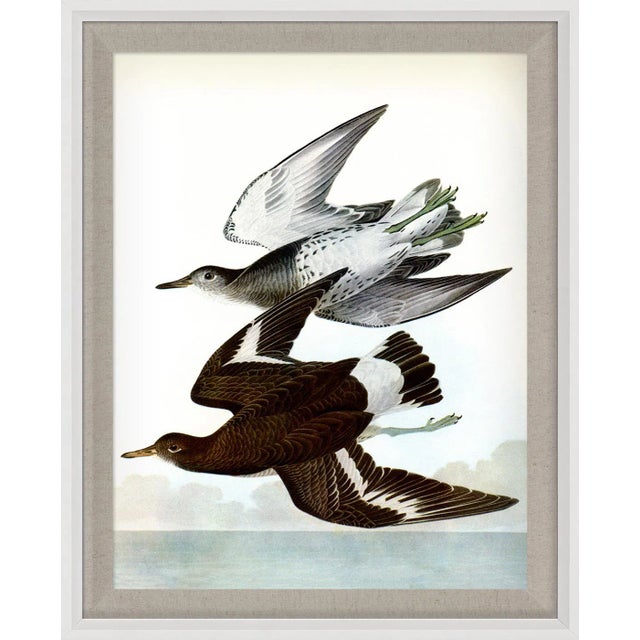 Audubon 21, Framed Artwork For Sale