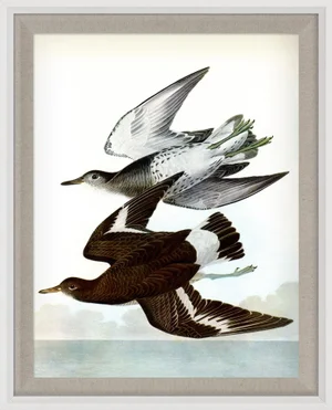 Audubon 21, Framed Artwork