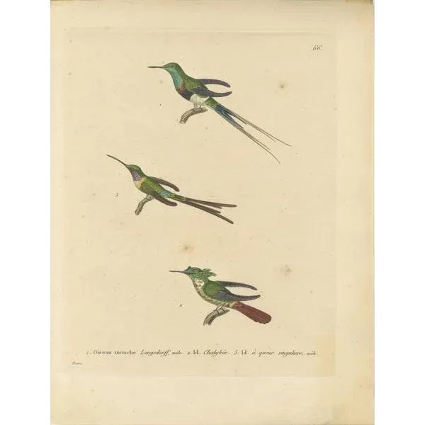 This illustration features three different hummingbirds, each labeled with its respective name. of the Print: - The...