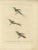 This illustration features three different hummingbirds, each labeled with its respective name. of the Print: - The...
