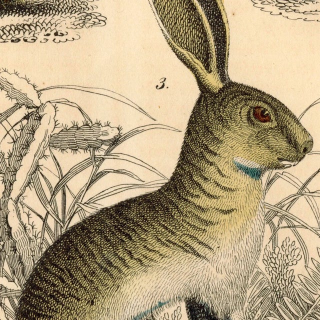 Realism 'Small Animals' Archival Reproduction Print For Sale - Image 3 of 4