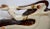 White Louisville Stoneware Glazed Horse Figurine For Sale - Image 8 of 9