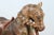 Pair of Monumental Indian Polychrome Carved Wood Horses on Wheels, 19th C. For Sale - Image 13 of 17