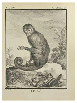 A-J De Fehrt, Le Sai, Etching, 1771
