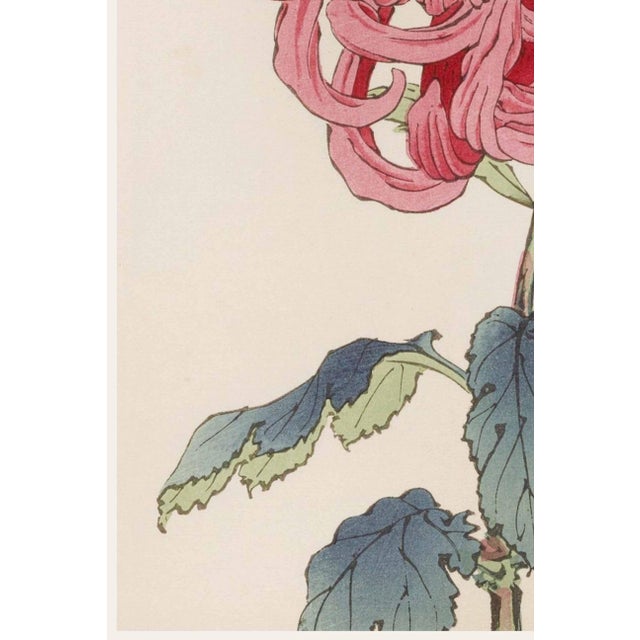 Pink Mum by Hasegawa, Vintage Japanese Botanical Art Print, 8" X 12" For Sale - Image 4 of 7