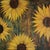 "Rusty Sun Flowers" Contemporary Mixed Media Painting by Shelly Cook For Sale